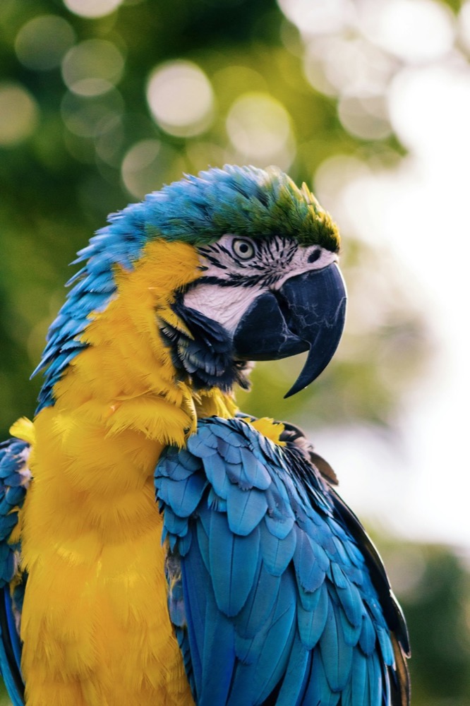 Cockatiel Foundation lifestyle library image of a pet bird resting on a perch